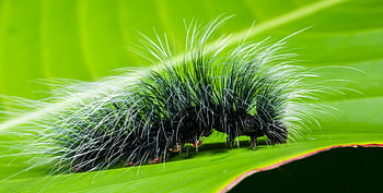 black and white caterpillar, hairy caterpillar, green leaf, detailed shot, fuzzy caterpillar, spiky hair, vibrant green leaf, close-up, nature photography, insect, macro photography