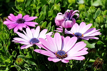vidět maximální maximum, osteospermum, africké sedmikrásky, sedmikráska, chryzantéma, Gazania, květ, krásné květiny, divoká rostlina, rostlina, okvětní lístek
