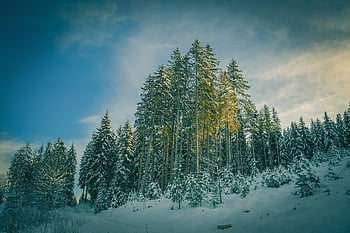 ağaçlar, Tepe, kar, firs, kozalaklı ağaçlar, soğuk, kar yağışlı, buz gibi, kış, kış ruh hali, orman