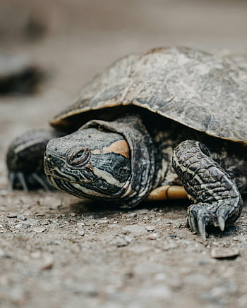 small brown turtle, textured ground, detailed close-up, turtle shell, rocky outdoor terrain, close-up turtle, textured shell, outdoor turtle, small turtle, turtle on ground, turtle close-up