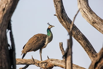 peacock, bird, animal, female, peahen, wildlife, plumage, branch, perched, ornithology, birdwatching