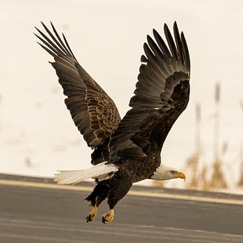 bald eagle, flying eagle, snowy landscape, spread wings, freedom, grace, wildlife photography, bird in flight, winter scene, nature photography, majestic bird