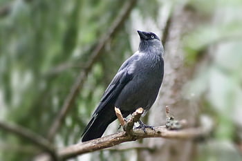 taccola, Crow della torre, uccello corvo, uccello, piume, becco, birdwatching, ornitologia, natura, corvus monedula, coloso
