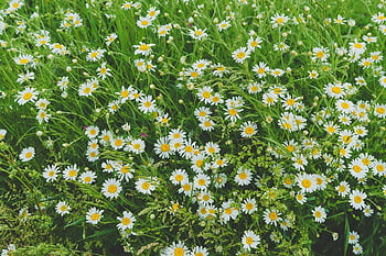 camille, flowers, field, meadow, leucanthemum, botany, yellow, flower Wallpaper, white, bloom, plant