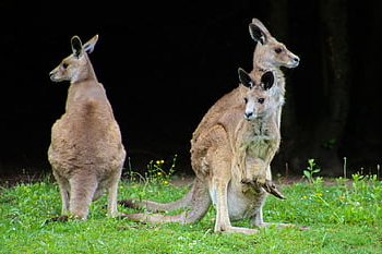 margasatwa, kanguru, berkantung, kanguru muda, mamalia, australia