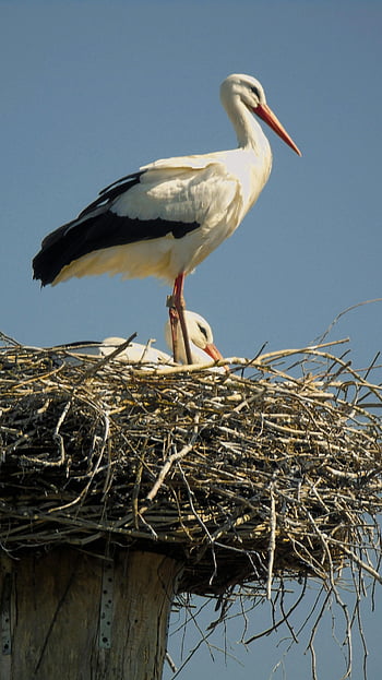 white storks, straw nest, blue sky, serene wildlife, nature, perched storks, clear sky, wildlife photography, bird nest, natural habitat, stork nest
