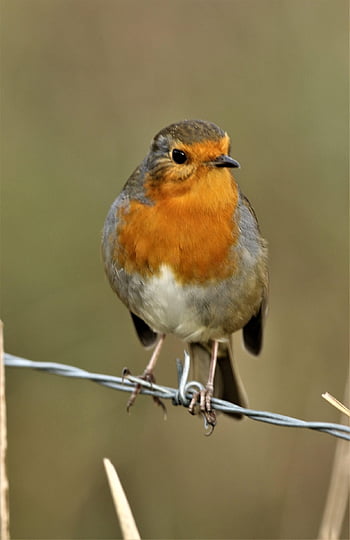 fugl, robin redbreast, robin, gren, europeisk robin, passerine fugl, perched, dyr, natur, hage, dyreliv
