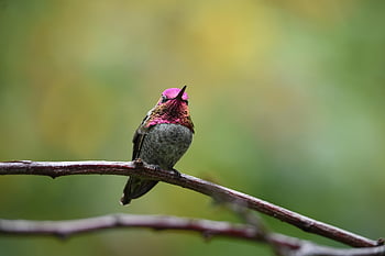 kolibrie, ruby-throated kolibrie, vogel, neergestreken, takken, neergestreken vogel, bek, gevederte, veren, ave, aviaire