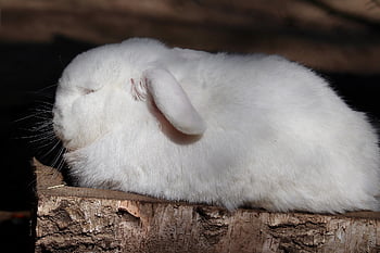 králíků, trpasličí králík, aries, Příroda, Dwarf Ram, bílý králík, srst, disketové uši, domácí zvíře, zvíře