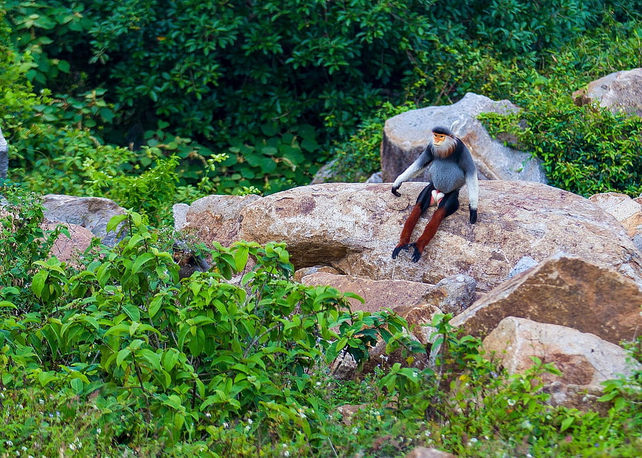 mongoose, brown-legged, long Beard, white, red Face, brown Eyes, long Tail, rare Animal, hunter, married