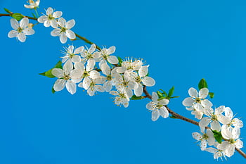 cherry Blossoms, sakura, flowers, branches, hd Wallpaper, white Flowers, white Petals, beautiful Flowers, flower Background, bloom, blossom