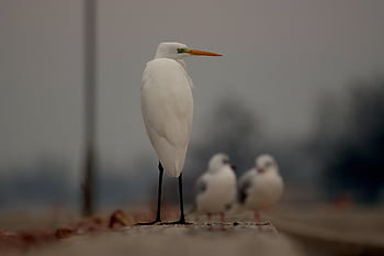 bird, nature, egret, animal, wildlife, feathers, plumage, avian, waterbird, beak, wildanimal