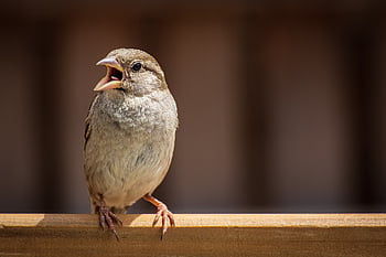 spurv, fugl, dyr, sangfugl, fjerdragt, regning, næb, perched, sidder, træ, natur