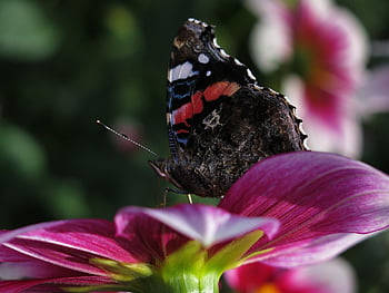 red Admiral, flower Background, butterfly, insect, vanessa Atalanta, beautiful Flowers, peregrine Butterfly, admiral Butterfly, wings, flower, pollination