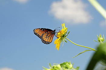 insect, entomology, butterfly, flower, nature, sky, pollination, wings, wildlife