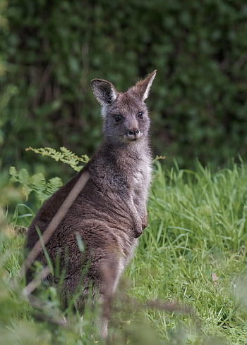 klokan, východní šedá klokan, volně žijících živočichů, vačnatec, Austrálie, zvíře, macropus giganteus, makropod, savec, býložravec, fauna