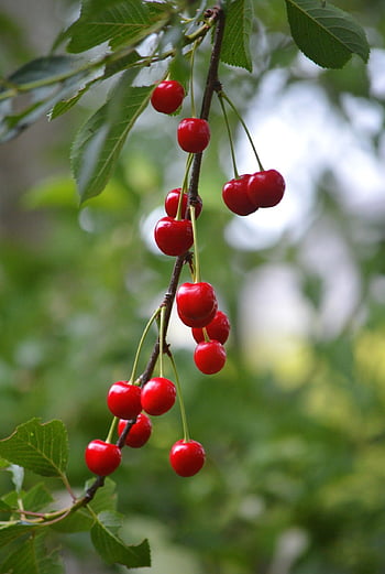 cherries, sweet Cherries, fruit, cherry Tree, nature, fruit Tree, yummy, cute, healthy, tree, red