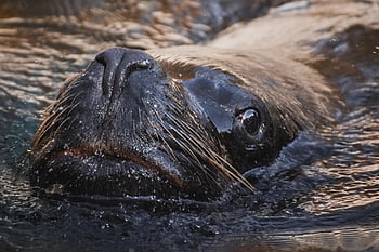 seal, sea Lion, animal, wildlife, swim, water, sea Creature, nature, mammal, zoo, lake