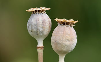 mák, kapsle máku, semen, mák setý, papaver somniferum, léčivé rostliny, morfium, alkaloidy, Ovoce v kapsli, oplodí, ovocný stojan