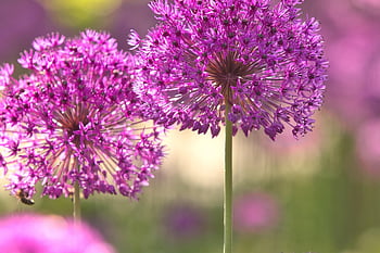 purple Flowers, allium, windows Wallpaper, laptop Wallpaper, ornamental Onion, beautiful Nature, Wallpaper 1920x1080, blossom, Wallpaper, cool Backgrounds, spherical Flowers
