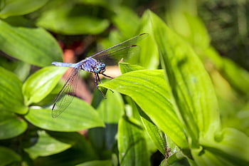 orthetrum brunneum, jižní skimmer, tráva, hmyz, volně žijících živočichů, malý, rostlina, létat, makro, modrý, Příroda