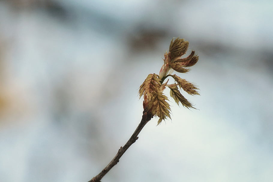 spring, branch, blossom, bloom, leaf, awakening, bud, nature, tree, inflorescence