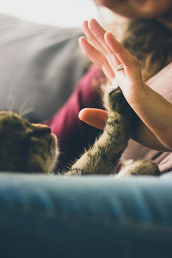 persona che dà alti cinque, gatto grigio, momento giocoso, affetto, bonding, cinque, gatto e persona, interazione giocosa, interazione con gli animali domestici, momento carino, Affetto animale