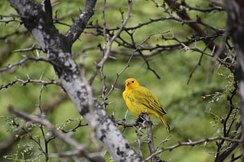 bird, saffron Finch, ornithology, species, fauna, avian, animal, nature, wildlife