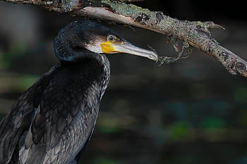 kormorán, pták, Příroda, vodní pták, zobák, zvíře, volně žijících živočichů, větev, ornitologie, druh, fauna
