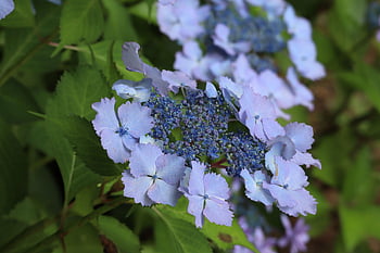 natural, nature, beautiful Flowers, plant, flowers, hydrangea, flower Wallpaper, flower Background, blue Purple, rainy Season