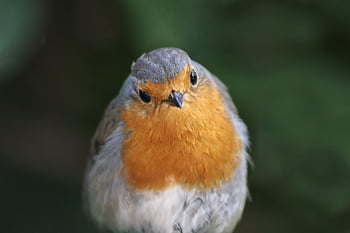 robin, erithacus rubecula, oiseau chanteur, oiseau, animal, faune, petit oiseau, oiseau de jardin, plumage, la nature, observation des oiseaux