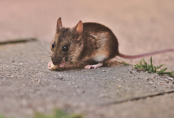 house Mouse, mouse, long-tailed Mouse, rodent, button Eyes, small, curiosity, creature, animal, cute