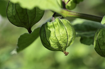 physalis, třešeň močového měchýře, cape angrešt, ovoce, lilek, zelené ovoce, větev, rostlina, keř, Příroda, marko