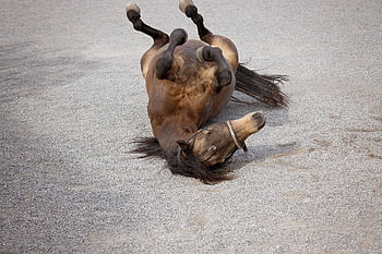 cavallo, pony, cavalla, rotolamento, Marrone, Dün, natura, animale, mammifero, cavalcare pony, cavalcare pony mare