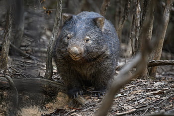 common Wombat, wombat, animal, marsupial, vombatus Ursinus, bare-nosed Wombat, mammal, herbivore, wildlife, nature, wild