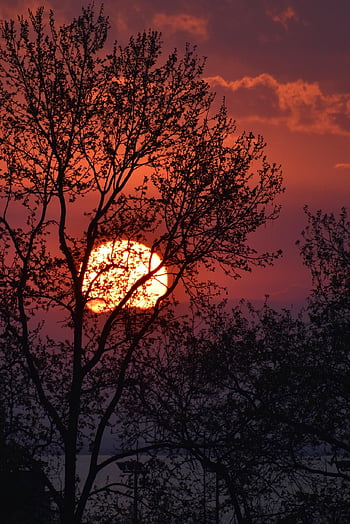 sunset, sun, trees, branches, silhouette, clouds, sunlight, twilight, dusk, evening, sea