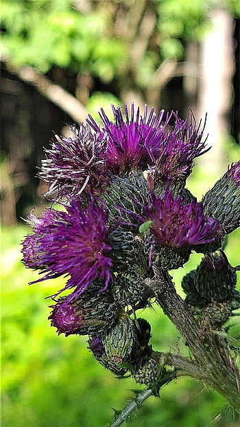 bodláky, květiny, fialové květy, květ, flóra, Bodlák Bloom, pichlavý, divoká rostlina, zblízka