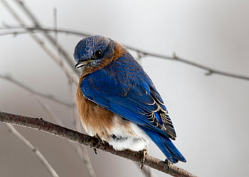 Eastern Bluebird, small blue bird, brown bird, vibrant feathers, vivid blue, bare tree branch, nature photography, wildlife photography, bird perched, outdoor scene, blue and brown bird