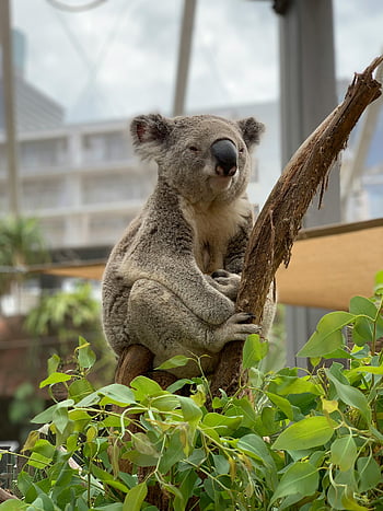 Medvídek koala, větev stromu, odpočívá koala, phascolarctos cinereus, Vnitřní koala, Sydney, Austrálie, roztomilý koala, Koala sedí, Koala na větvi, Koala uvnitř, Koala fotka