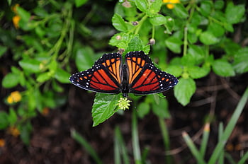 insect, butterfly, entomology, nature, wings, wildlife, pollinator, garden, wing, summer