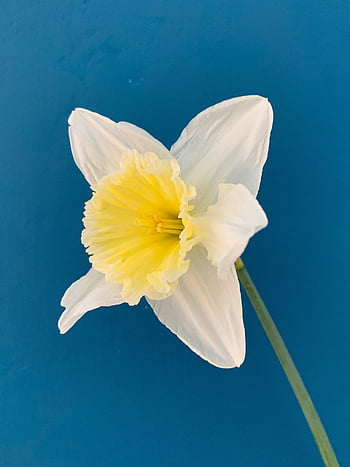 narcis, Příroda, krásné květiny, květ, jaro, žlutá, bílý, květinové pozadí, jarní květiny, květinové tapety, jarní květina