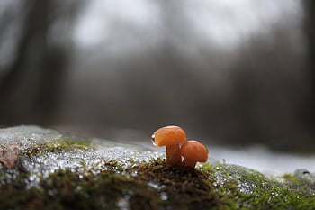 mushrooms, moss, fungi, fungus, flammulina Velutipes, flammulina Filiformis, velvet Shank, enokitake, golden Needle Mushroom, winter, macro