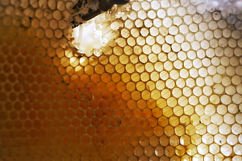 honeycomb, close-up, hexagonal patterns, light filtering, detailed view, bee hive, natural structure, honeycomb texture, honeycomb cells, macro photography, honeycomb design