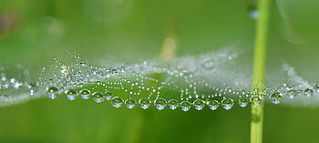 spider Web, drops, waterdrop, dewdrop, meadow, nature, water Pearls, macro, close Up