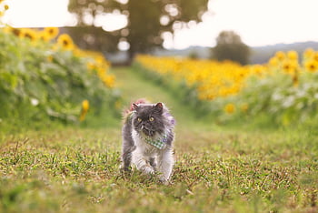 persian, cat, pet, feline, animal, fur, kitty, domestic, domestic Cat, cat Portrait, animal World