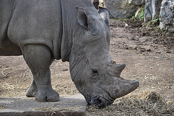 wild Animal, rhinoceros, large, rhino, savage, africa, nature, safari, mammals, horn