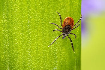 castor Bean Tick, insect, spider, nature, animal, arachnid, wildlife, macro, close-up, pest, green Color