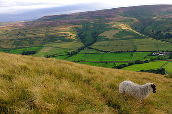 peak District, england, hills, sheep, heather, fields, plains, mountains, grass, prairie, pre