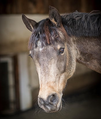 hest, hode, ponni, ridning ponni, hoppe, hesthodet, natur, dyr, pattedyr, nærbilde, equine