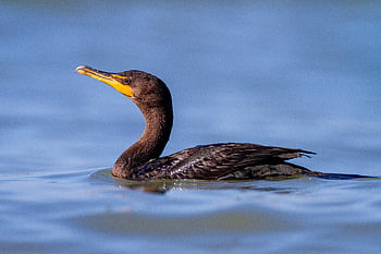 burung, margasatwa, air, biru, penangkapan ikan, hewan, berburu, bulu, danau, sungai, kolam